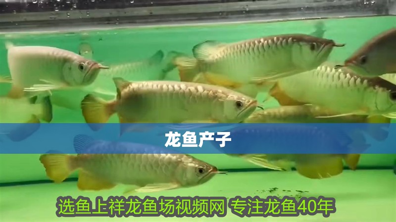 龍魚產子 龍魚百科 第2張 龍魚產子 龍魚產子 龍魚百科 第2張