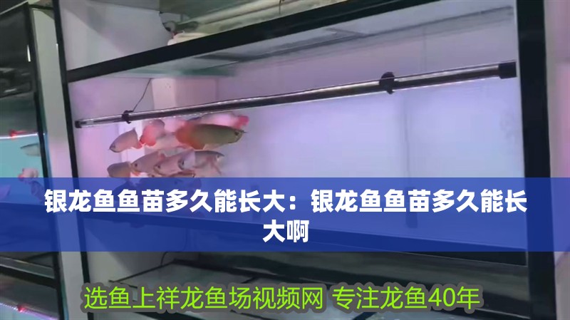 銀龍魚魚苗多久能長(zhǎng)大：銀龍魚魚苗多久能長(zhǎng)大啊