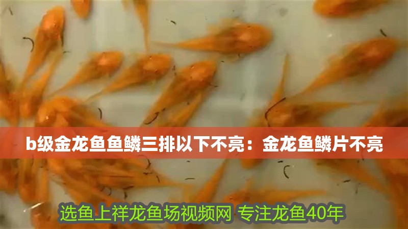 b級金龍魚魚鱗三排以下不亮：金龍魚鱗片不亮