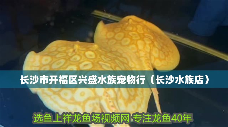 長沙市開福區(qū)興盛水族寵物行（長沙水族店）