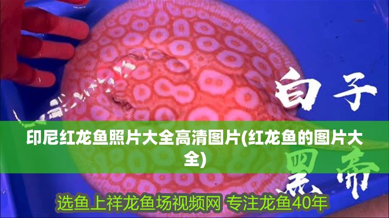 印尼紅龍魚照片大全高清圖片(紅龍魚的圖片大全)