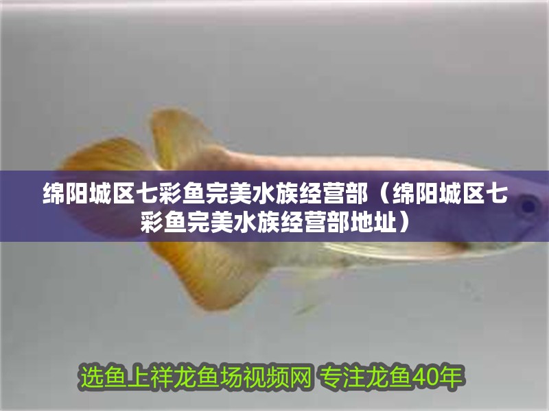 綿陽城區七彩魚完美水族經營部(綿陽城區七彩魚完美水族經營部地址) 全國水族館企業名錄 第2張 綿陽城區七彩魚完美水族經營部(綿陽城區七彩魚完美水族經營部地址) 綿陽城區七彩魚完美水族經營部(綿陽城區七彩魚完美水族經營部地址) 全國水族館企業名錄 第2張