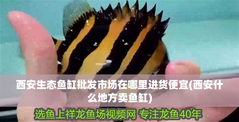 西安生態魚缸批發市場在哪里進貨便宜(西安什么地方賣魚缸)