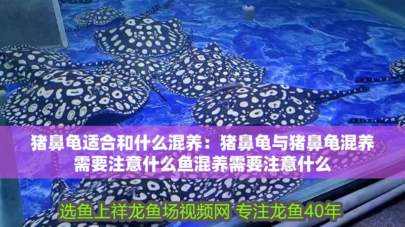 豬鼻龜適合和什么混養：豬鼻龜與豬鼻龜混養需要注意什么魚混養需要注意什么