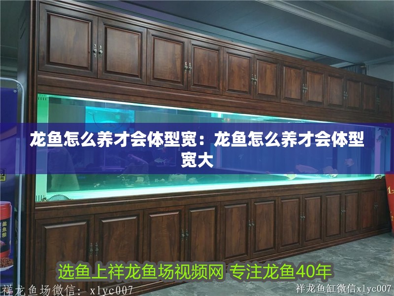 龍魚怎么養(yǎng)才會體型寬：龍魚怎么養(yǎng)才會體型寬大