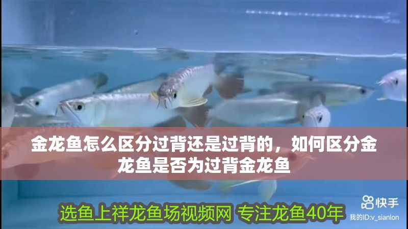 金龍魚怎么區(qū)分過背還是過背的，如何區(qū)分金龍魚是否為過背金龍魚