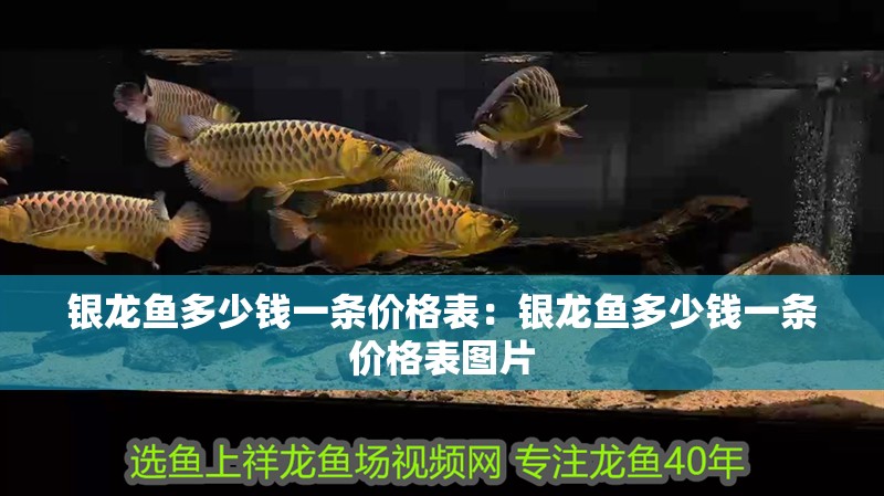 銀龍魚多少錢一條價格表：銀龍魚多少錢一條價格表圖片