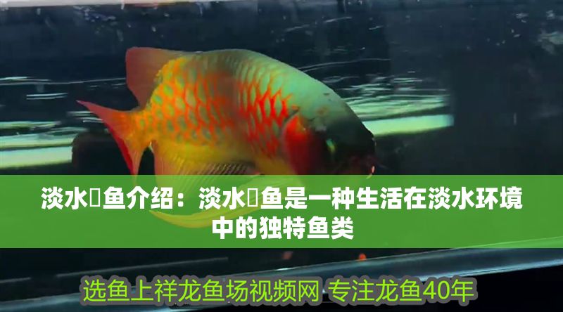 淡水魟魚介紹：淡水魟魚是一種生活在淡水環境中的獨特魚類 淡水魟魚介紹：淡水魟魚是一種生活在淡水環境中的獨特魚類 魟魚百科 第2張