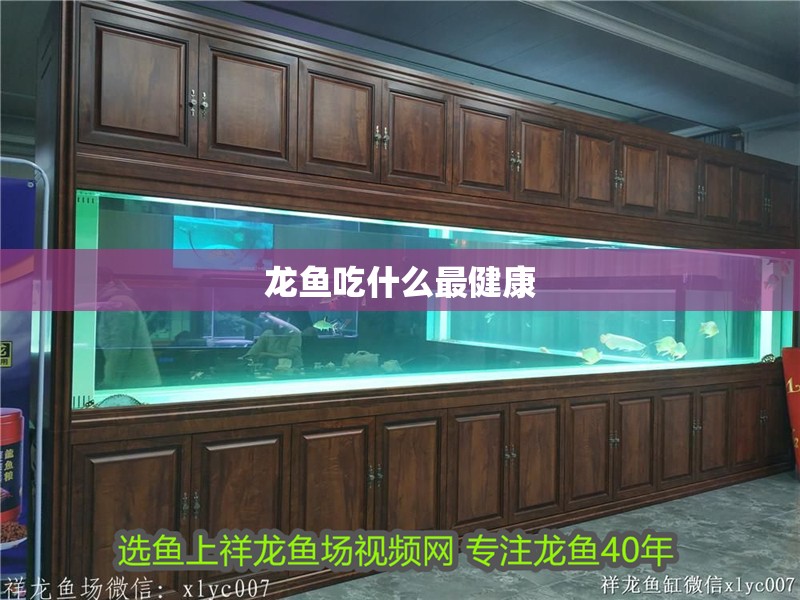 龍魚吃什么最健康