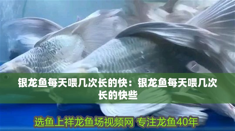 銀龍魚每天喂幾次長的快：銀龍魚每天喂幾次長的快些