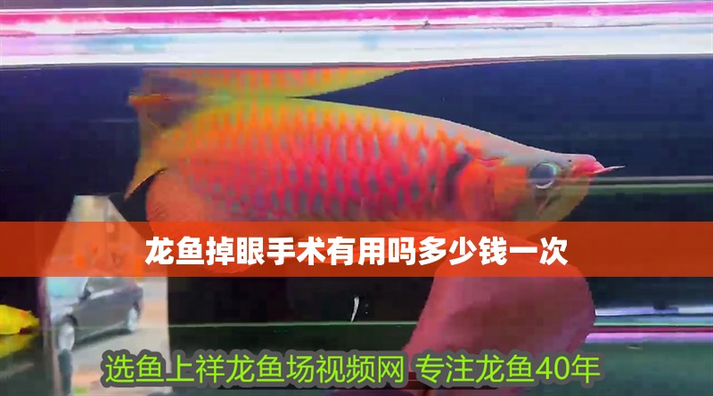 龍魚掉眼手術有用嗎多少錢一次 龍魚百科 第4張 龍魚掉眼手術有用嗎多少錢一次 龍魚掉眼手術有用嗎多少錢一次 龍魚百科 第4張