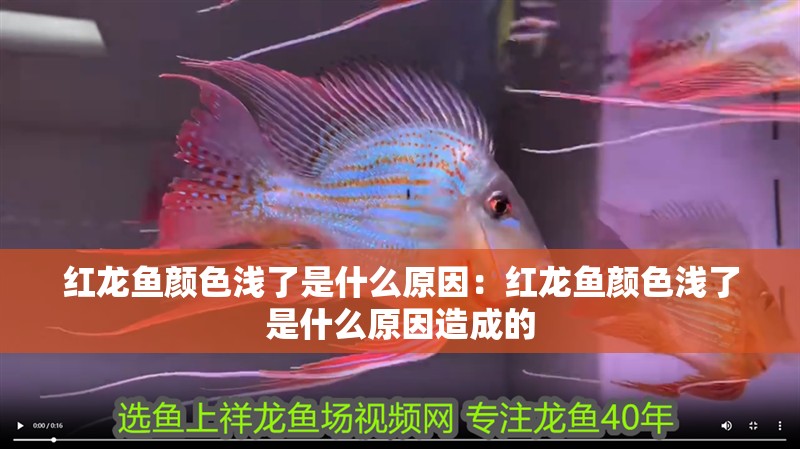 紅龍魚顏色淺了是什么原因：紅龍魚顏色淺了是什么原因造成的