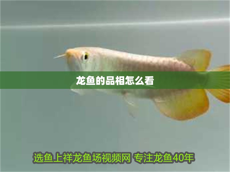 龍魚的品相怎么看