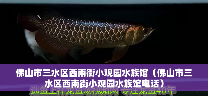 佛山市三水區西南街小觀園水族館（佛山市三水區西南街小觀園水族館電話）