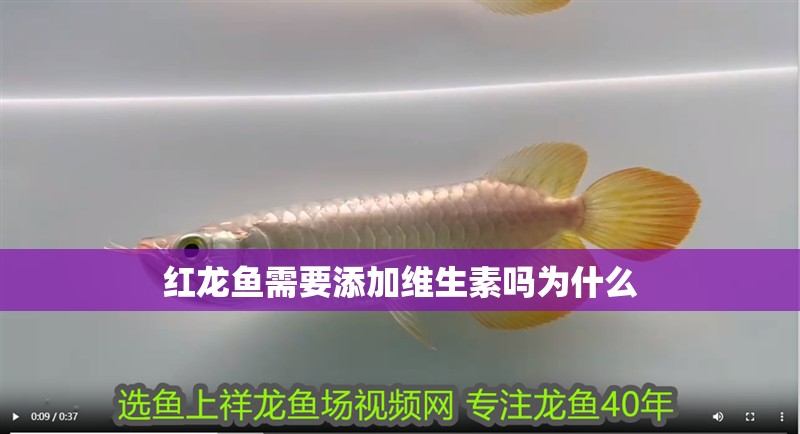紅龍魚需要添加維生素嗎為什么