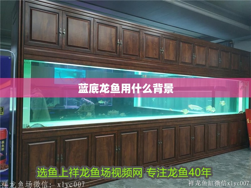 藍底龍魚用什么背景 藍底龍魚用什么背景 龍魚百科 第2張