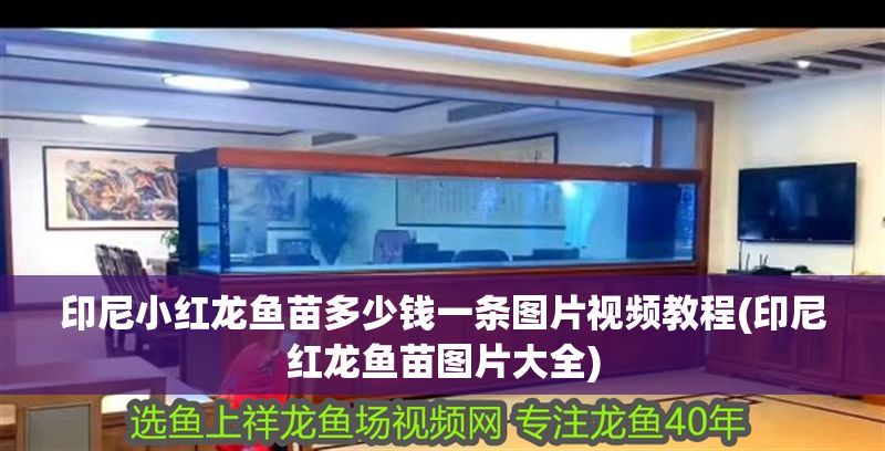 印尼小紅龍魚苗多少錢一條圖片視頻教程(印尼紅龍魚苗圖片大全) 印尼小紅龍魚苗多少錢一條圖片視頻教程(印尼紅龍魚苗圖片大全) 紅龍魚百科 第1張