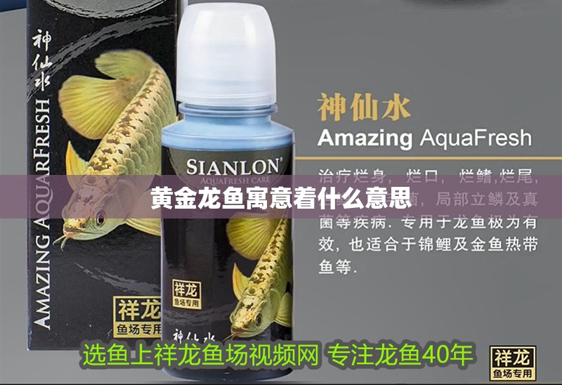 黃金龍魚寓意著什么意思