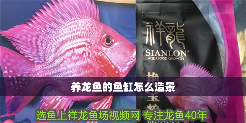 養(yǎng)龍魚的魚缸怎么造景