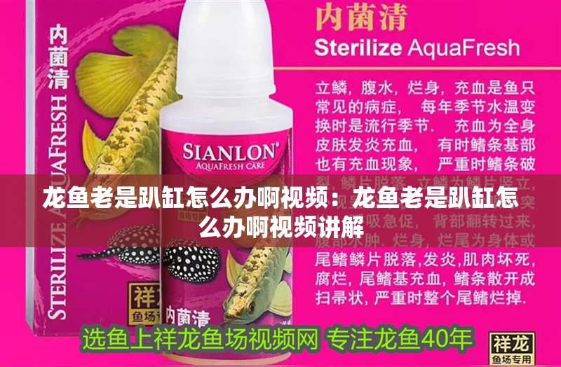 龍魚(yú)老是趴缸怎么辦啊視頻：龍魚(yú)老是趴缸怎么辦啊視頻講解