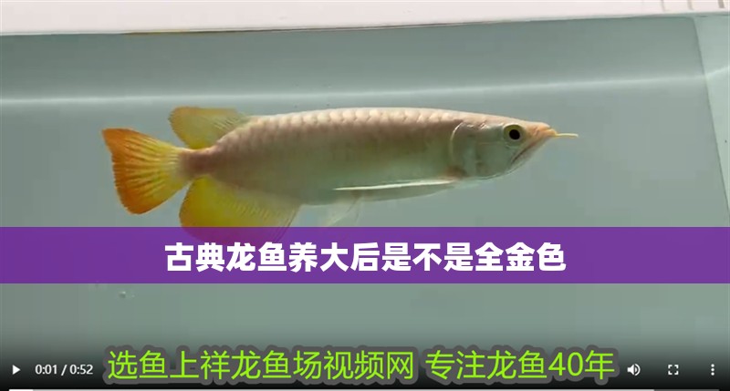 古典龍魚養大后是不是全金色