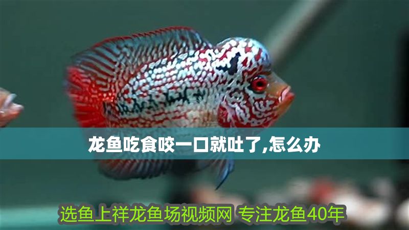 龍魚吃食咬一口就吐了,怎么辦