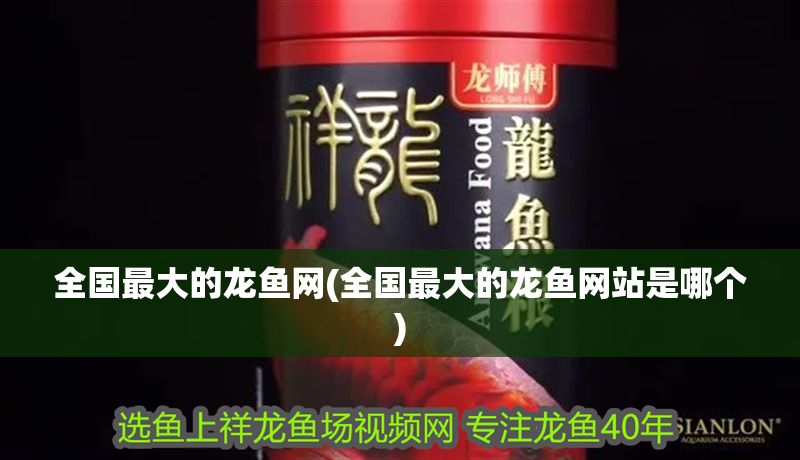 全國最大的龍魚網(全國最大的龍魚網站是哪個) 全國最大的龍魚網(全國最大的龍魚網站是哪個) 虎魚百科 第1張