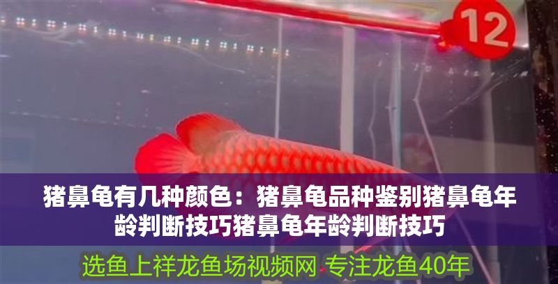 豬鼻龜有幾種顏色：豬鼻龜品種鑒別豬鼻龜年齡判斷技巧豬鼻龜年齡判斷技巧