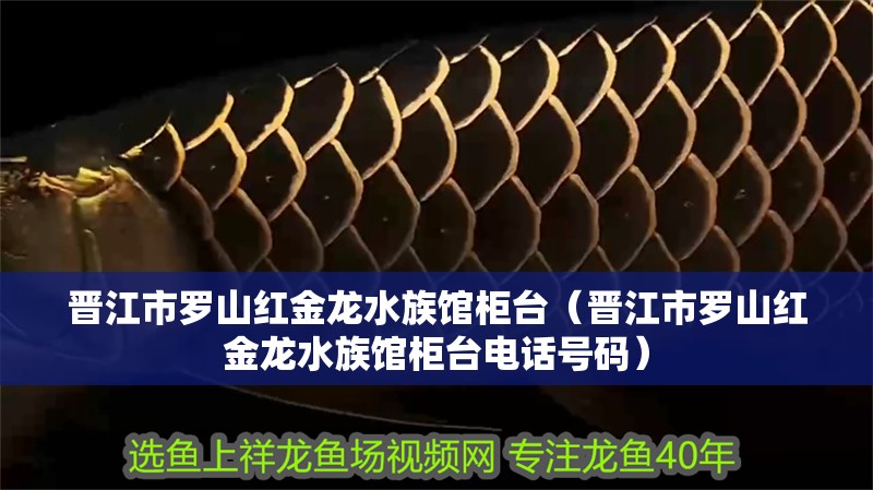 晉江市羅山紅金龍水族館柜臺（晉江市羅山紅金龍水族館柜臺電話號碼）