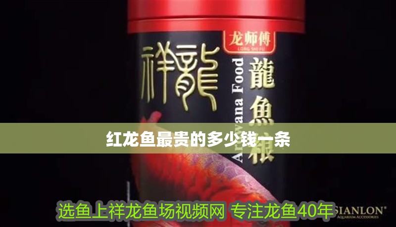 紅龍魚最貴的多少錢一條