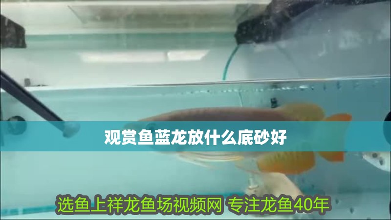 觀賞魚(yú)藍(lán)龍放什么底砂好