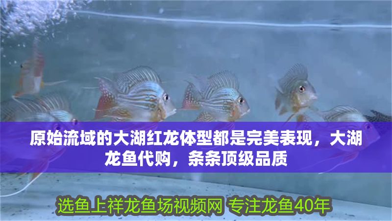 原始流域的大湖紅龍體型都是完美表現，大湖龍魚代購，條條頂級品質