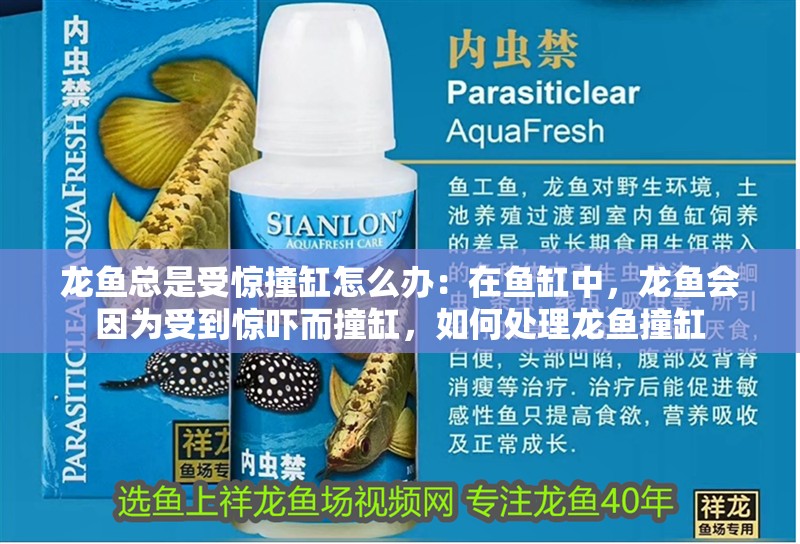 龍魚總是受驚撞缸怎么辦：在魚缸中，龍魚會(huì)因?yàn)槭艿襟@嚇而撞缸，如何處理龍魚撞缸