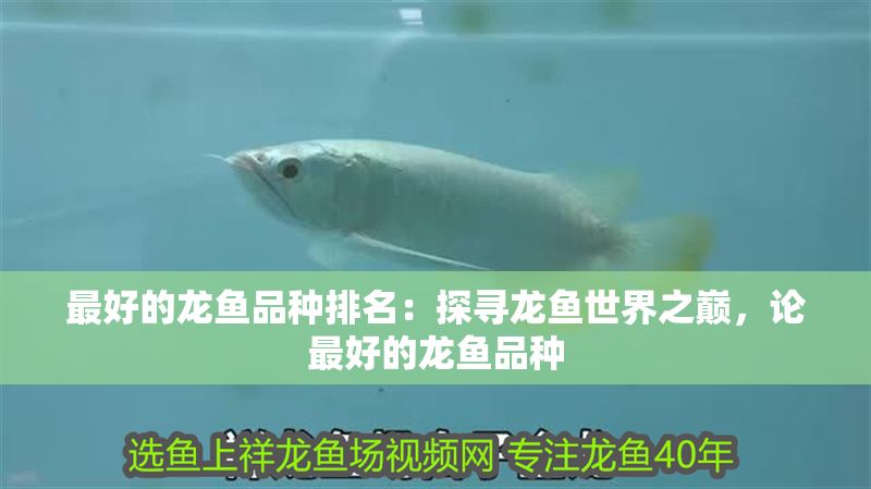 最好的龍魚品種排名：探尋龍魚世界之巔，論最好的龍魚品種
