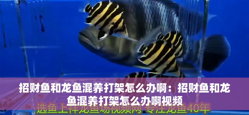 招財(cái)魚(yú)和龍魚(yú)混養(yǎng)打架怎么辦啊：招財(cái)魚(yú)和龍魚(yú)混養(yǎng)打架怎么辦啊視頻