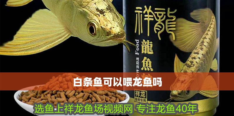 白條魚可以喂龍魚嗎