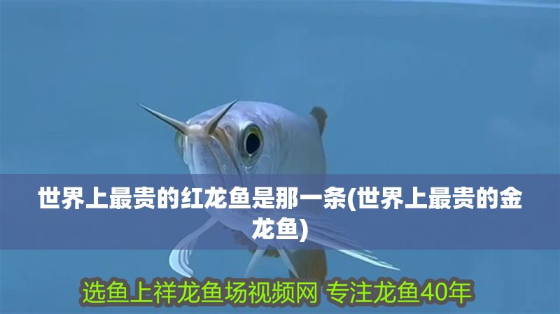世界上最貴的紅龍魚是那一條(世界上最貴的金龍魚)