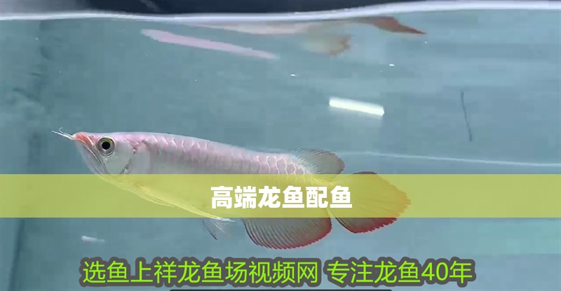 高端龍魚配魚