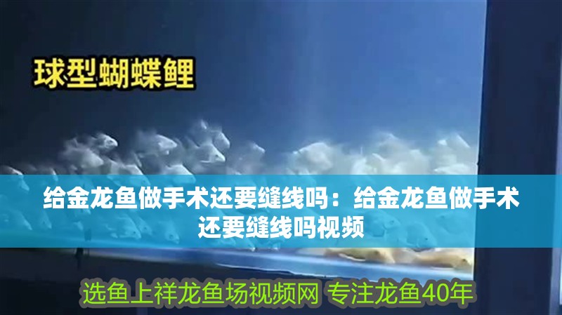 給金龍魚做手術還要縫線嗎：給金龍魚做手術還要縫線嗎視頻