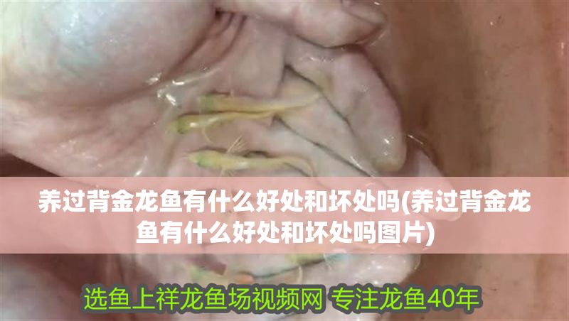 養過背金龍魚有什么好處和壞處嗎(養過背金龍魚有什么好處和壞處嗎圖片)