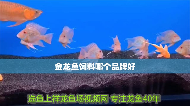 金龍魚飼料哪個(gè)品牌好