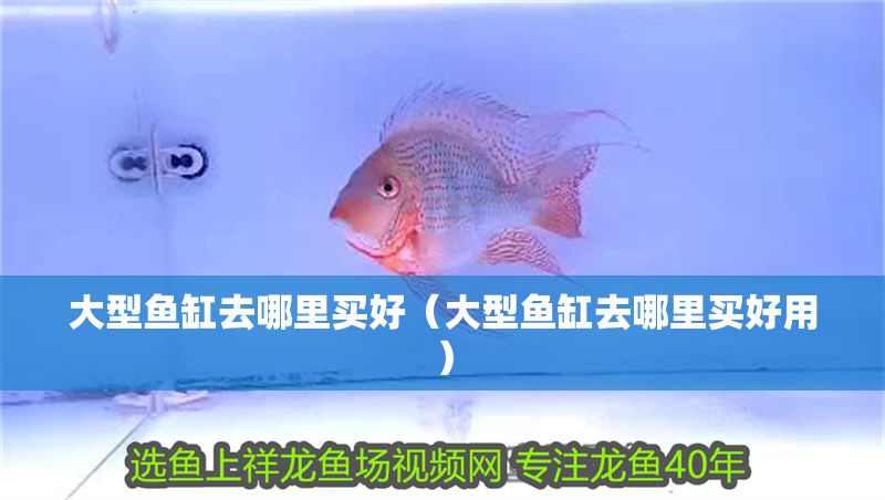 大型魚缸去哪里買好（大型魚缸去哪里買好用）