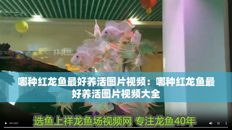哪種紅龍魚最好養活圖片視頻：哪種紅龍魚最好養活圖片視頻大全