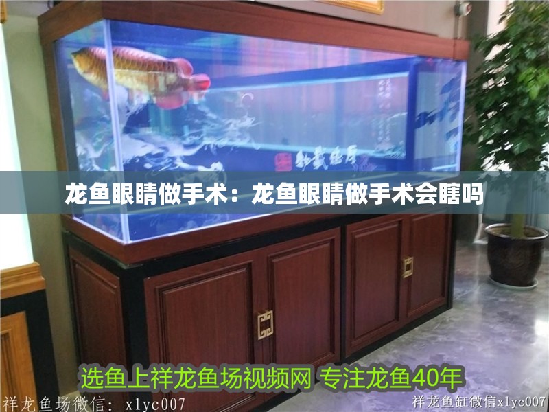 龍魚眼睛做手術：龍魚眼睛做手術會瞎嗎