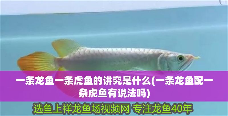 一條龍魚(yú)一條虎魚(yú)的講究是什么(一條龍魚(yú)配一條虎魚(yú)有說(shuō)法嗎)