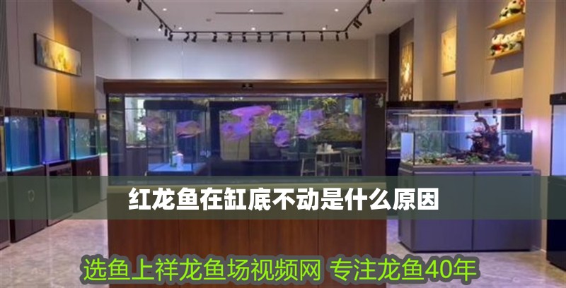 紅龍魚在缸底不動是什么原因