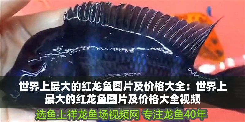 世界上最大的紅龍魚圖片及價格大全：世界上最大的紅龍魚圖片及價格大全視頻