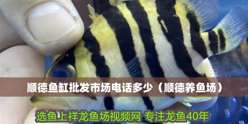 順德魚(yú)缸批發(fā)市場(chǎng)電話多少（順德養(yǎng)魚(yú)場(chǎng)）