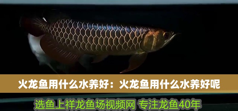 火龍魚用什么水養好：火龍魚用什么水養好呢