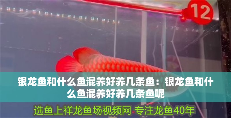 銀龍魚和什么魚混養好養幾條魚：銀龍魚和什么魚混養好養幾條魚呢